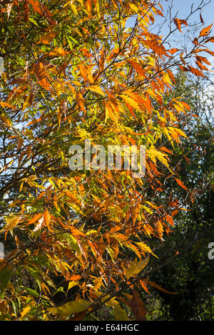 Autumn leaves on a fern-leaved beech tree Stock Photo
