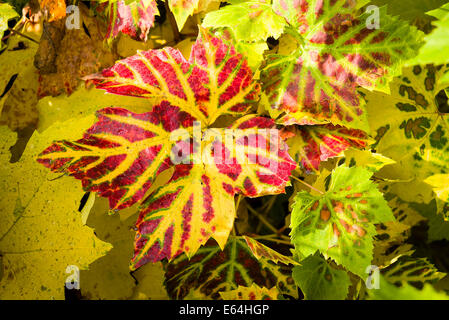 Autumnal tints on grape vine leaves in UK Stock Photo