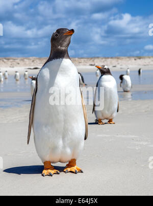 Two Gentoo Penguins one in front one in back in the Falkland Islands. On the North Pond beach, East Falkland Island.