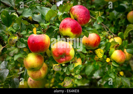 'Howgate Wonder' cooking apples ripe for picking Stock Photo