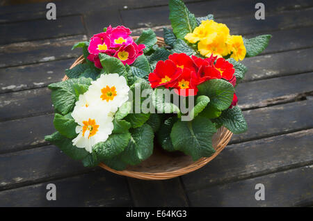 Basket of spring primroses on garden table Stock Photo