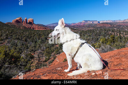 White German Shepherd at Little Bell, with view of Cathedral Rock in Sedona in distance Stock Photo