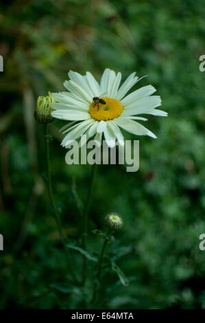 Giant daisy and bee Stock Photo