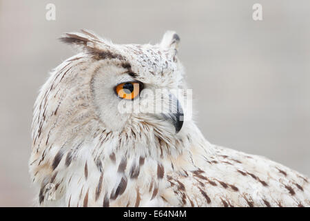 Eurasian eagle owl ( bubo bubo) Stock Photo