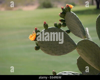 Spineless prickly pear cactus Oputia ficus indica spring blooms bright orange yellow flowers Sonoran desert Phoenix  Arizona Stock Photo