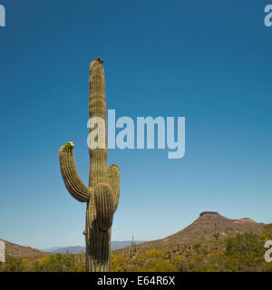 Giant Saguaro cactus, Carnegiea gigantea, blooming in the Sonoran Desert landscape, Scottsdale, Arizona, USA, April 2014. Stock Photo
