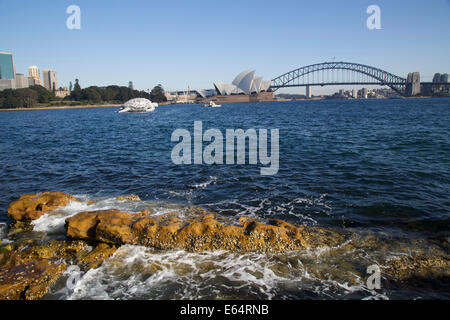 Sydney, NSW 2000, Australia. 15 August 2014. To celebrate the opening of World's first Undersea Art Exhibition at Sydney Aquarium a giant 15m floating sea turtle sculpture appeared on Sydney Harbour – viewed from near Mrs Macquarie's Chair. Copyright Credit:  2014 Richard Milnes/Alamy Live News. Stock Photo