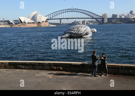 Sydney, NSW 2000, Australia. 15 August 2014. To celebrate the opening of World's first Undersea Art Exhibition at Sydney Aquarium a giant 15m floating sea turtle sculpture appeared on Sydney Harbour. Pictured are people looking at and taking photos of the giant 15m floating sea turtle sculpture on Sydney Harbour from near Mrs Macquarie's Chair. The Sydney Opera House and Sydney Harbour Bridge are in the background. Copyright Credit:  2014 Richard Milnes/Alamy Live News. Stock Photo