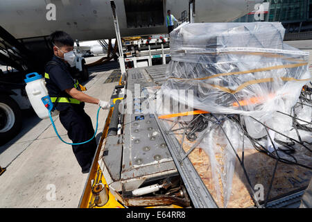 Beijing, China. 14th Aug, 2014. A quarantine staff member sterilizes a cargo from Frankfurt, a possible transfer stop for travelers who have been to western Africa, at the Beijing Capital International Airport in Beijing, capital of China, Aug. 14, 2014. To prevent the deadly Ebola virus from entering China, China's quarantine authority implements stricter inspections on inbound flights from regions affected by Ebola and step up sanitary measures on incoming goods. Credit:  Shen Bohan/Xinhua/Alamy Live News Stock Photo