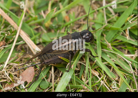 Female adult black field cricket adult Stock Photo