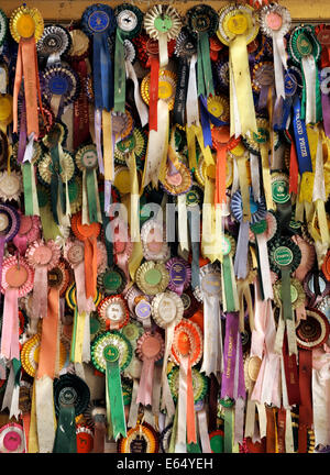 Old horse show rosettes covering the wall of a stable in Dorset UK Stock Photo