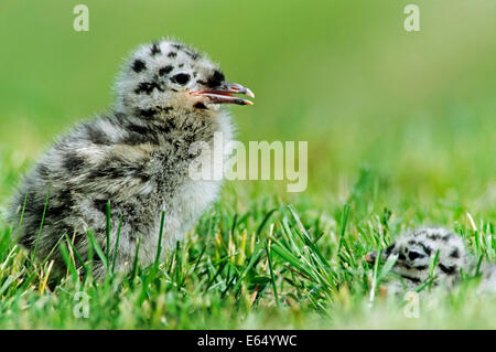 Common Gull or Mew Gull (Larus canus), chick, Lofoten, Norway Stock Photo