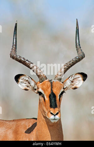 Black-faced Impala (Aepyceros melampus petersi), male, Etosha National Park, Namibia Stock Photo