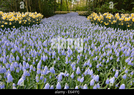Grape Hyacinths (Muscari botryoides) and daffodils (Narcissus hybrids) in Keukenhof, also known as the Garden of Europe, Lisse Stock Photo