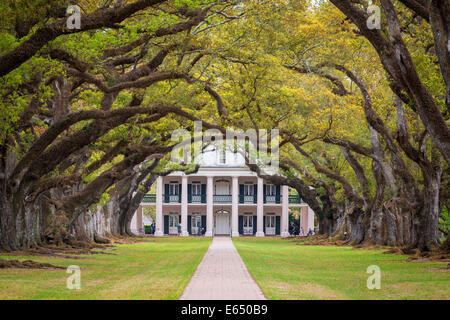 Tunnel avenue of Southern Live Oaks (Quercus virginiana), at the back a plantation mansion with columns and a large veranda in Stock Photo