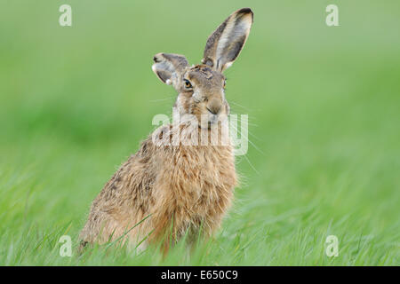 European Hare or Brown Hare (Lepus europaeus), National Park Neusiedler See-Seewinkel, Burgenland, Austria Stock Photo