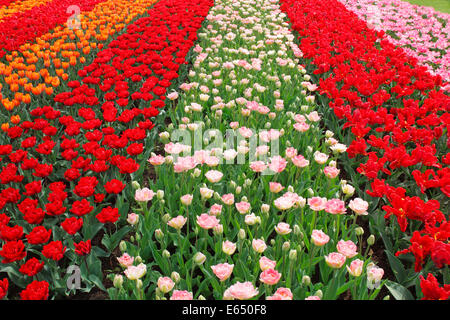 Colourful flower bed with different tulip varieties, blooming Tulips (Tulipa), Keukenhof, Lisse, The Netherlands Stock Photo