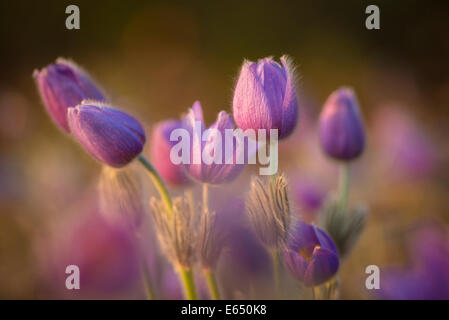 Pasque Flower (Pulsatilla vulgaris) on a meadow, Lower Austria, Austria Stock Photo