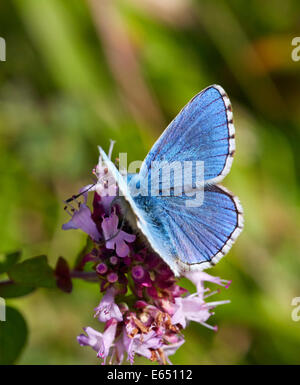 Adonis Blue butterfly feeding on Wild Marjoram. Denbies Hillside, Ranmore Common, Surrey, England. Stock Photo