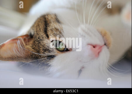 Cat portrait, lying down looking at the camera Stock Photo