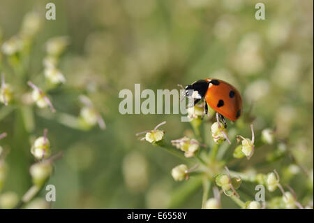 Ladybird or ladybug on flowers in spring - close-up view Stock Photo