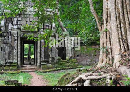 Strangler fig (Ficus sp.) tree roots on ruins, Ta Prohm Temple, Angkor Wat, Siem Reap, Cambodia Stock Photo