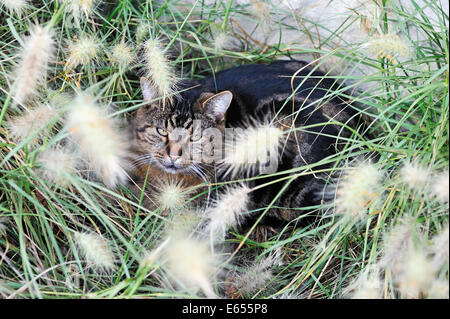 Cat hidden in ornamental grass in a garden Stock Photo