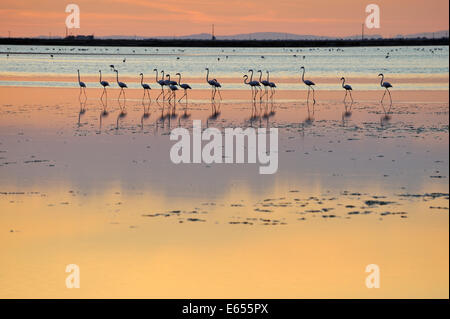 Greater flamingos (Phoenicopterus ruber) in a lake at sunset, Camargue, France, Europe Stock Photo