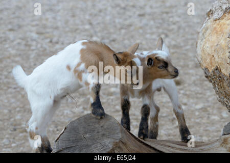 Baby domestic goats Stock Photo