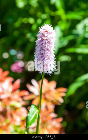 The flower stalk of a Bistort or Common Bistort (Persicaria bistorta) pink flower Stock Photo