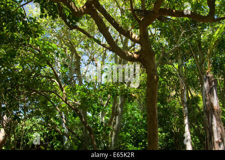 Parker Aviary, San Diego Zoo, Balboa Park, San Diego, California Stock Photo