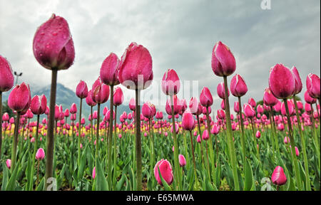 Indira Gandhi Memorial Tulip garden previously named as Model Floriculture Centre, Sirajbagh, Cheshmashahi, Srinagar, is the lar Stock Photo