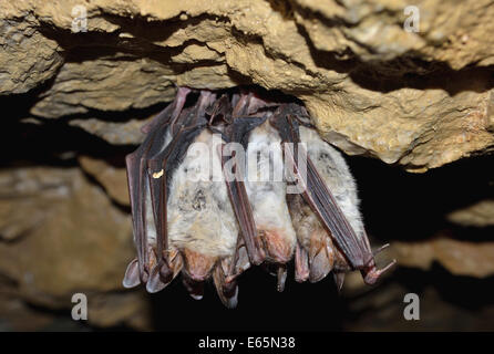 Groups of sleeping bats in cave (Myotis blythii) Stock Photo