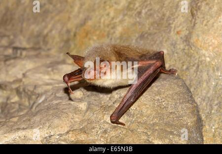 Greater mouse-eared bat ( Myotis myotis) Stock Photo