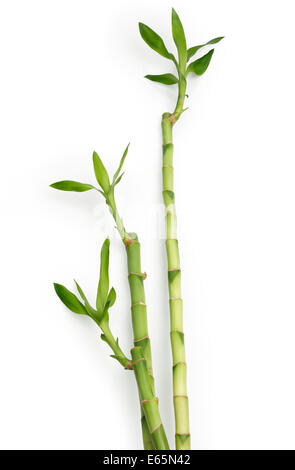 Bamboo against white background with a soft shadow. Clipping path Stock Photo