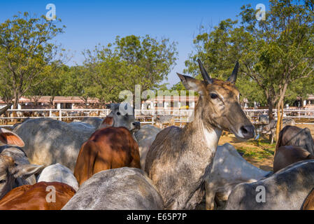 Nilgai or indian Blue bull and cows in a Pavapuri Animal welfare center in Rajasthan India. Stock Photo