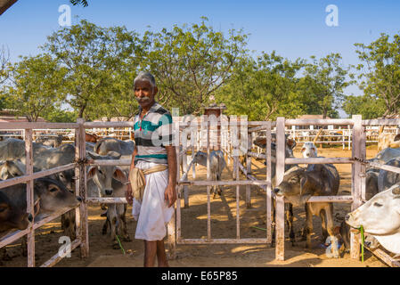 Pavapuri farm Animal welfare center in Rajasthan India. Stock Photo