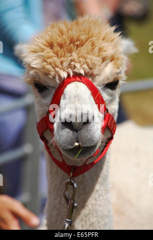 The Ellingham & Ringwood Agricultural Society Annual Show at Somerley Park, Ellingham, Ringwood, Hampshire, UK in August Stock Photo