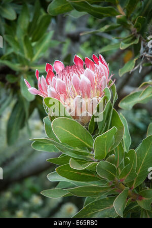 King Protea (Protea cyanroides) is South Africa's national flower. Photographed at Kerstenbosch Botanic Gardens, Cape Town. Stock Photo