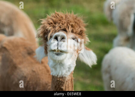 Portrait of an alpaca (Vicugna pacos) Stock Photo