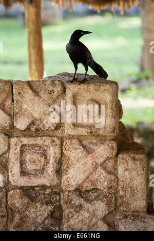 A crow stands atop an ancient tic-tac-toe stone carving at Chichen-Itza, Yucatan, Mexico.