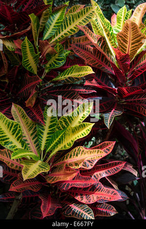 Codiaeum Variegatum var. Pictum 'nervia' . Variegated Croton leaves inside the glasshouse at RHS Wisley gardens, Surrey, UK Stock Photo