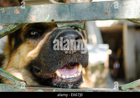 An up close and personal portrait of a puppy in which the nose Stock Photo