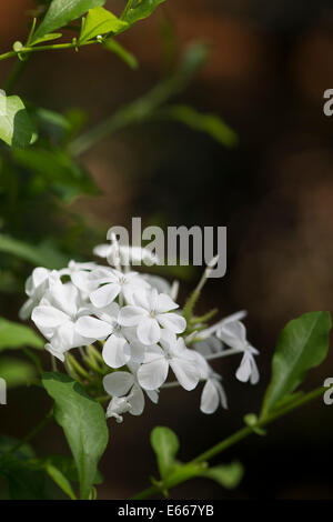 Plumbago Auriculata Alba. Cape leadwort flowers Stock Photo