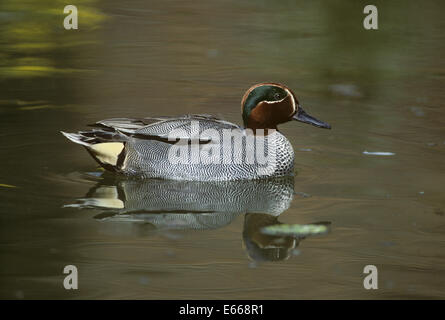 Teal - Anas crecca - male Stock Photo