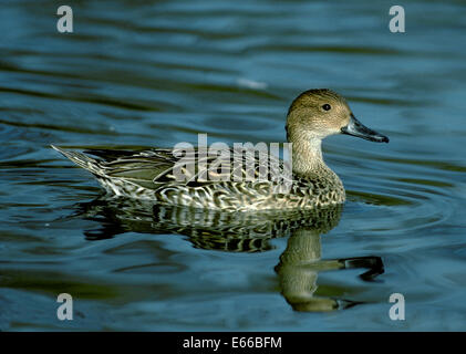 Pintail - Anas acuta - female Stock Photo