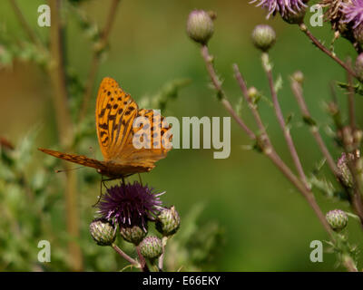 Silver-Washed Fritillary Butterfly, Argynnis paphia Stock Photo