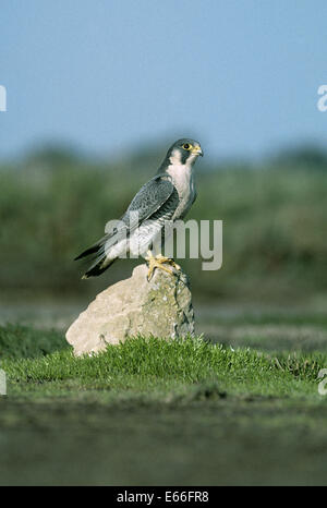 Peregrine - Falco peregrinus Stock Photo