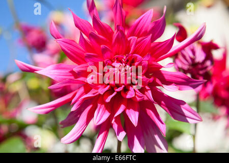 Colorful dahlia flower with morning dew drops Stock Photo