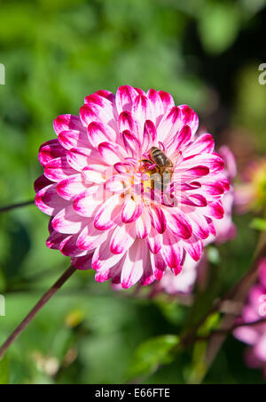 Colorful dahlia flower with bee Stock Photo